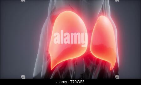 Gluteus maximus - anatomie des muscles des jambes animation Banque D'Images