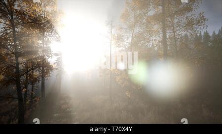 Soleil qui brille à travers des pins dans la forêt de montagne Banque D'Images