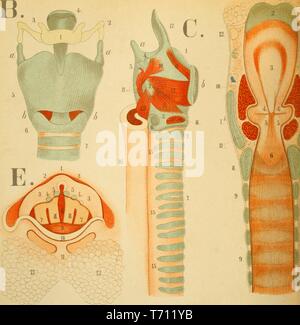 Impression couleur illustrant plusieurs vues du larynx humain, y compris par l'avant (B) d'un côté (C) d'en haut (E) ainsi qu'une vue intérieure de la moitié antérieure du larynx, vu de derrière (à l'extrême droite) de Florence Fenwick Miller's medical volumes 'un Atlas d'Anatomie : ou des images du corps humain', 1879. Avec la permission de Internet Archive. () Banque D'Images