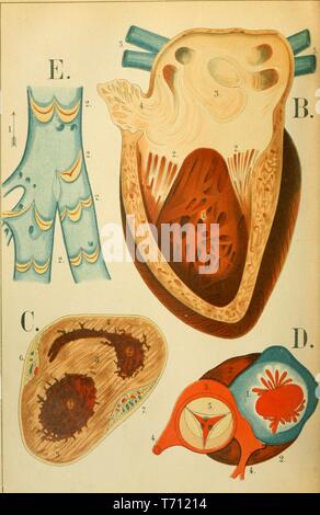 Impression couleur représentant les droits de l'appareil circulatoire ou système vasculaire, y compris une section longitudinale du cœur (B) une section transversale à travers le cœur (C) d'une valve de l'aorte avec la valve mitrale du ventricule gauche (D) et l'aspect interne de l'une veine (E) de Florence Fenwick Miller's medical volumes 'un Atlas d'Anatomie : ou des images du corps humain', 1879. Avec la permission de Internet Archive. () Banque D'Images