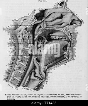 Noir et blanc illustrant une section à travers la partie inférieure d'une tête humaine et le haut du cou, pour montrer les voies respiratoires supérieures, y compris la bouche, des cavités nasales, du pharynx et du larynx, de Ph C (Marie Philibert Constant) médical du Sappey volumes 'Trait d pot avec descriptif chiffres intercal es dans le texte', 1852. Avec la permission de Internet Archive. () Banque D'Images