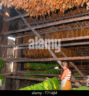 Filetage femme feuilles de tabac dans une chambre de séchage dans le village rural de San Juan y Martinez, Pinar del Rio, Cuba Banque D'Images