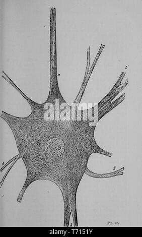 Dessin du Ganglion Cell (Cellule Suol) du cerveau d'un poisson électrique, du livre "L'arbre de l'homme" par Ernst Heinrich Philipp August Haeckel, 1903. Avec la permission de Internet Archive. () Banque D'Images