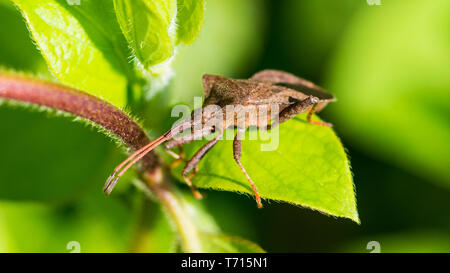 Un plan macro sur un quai bug reposant sur une feuille verte. Banque D'Images