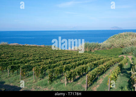 Capofaro resort, vignoble, Salina, Iles Eoliennes, Sicile, Italie, Europe, UNION EUROPÉENNE Banque D'Images