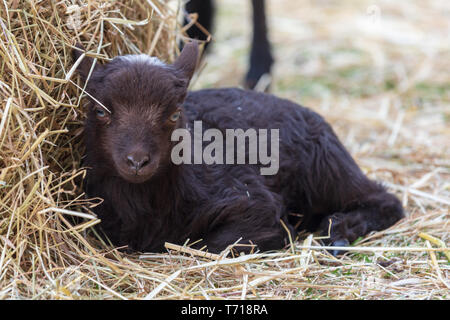 Ouessant agneau - week old black agneau couché à côté d'une balle de foin/ Banque D'Images