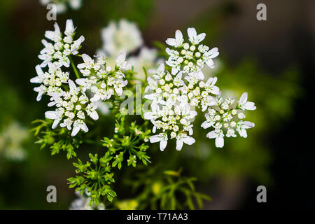 Un gros plan de fleurs de coriandre dans un jardin avec arrière-plan flou. Banque D'Images