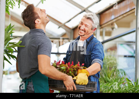 Deux hommes comme les fleuristes travaillent ensemble dans une pépinière Banque D'Images