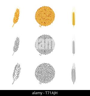 Spike,printemps,hiver,graines,dur,farine,récolte des graines, pain, céréales,oreille,orge,son,maïs,or,,de,alimentation,or,rural,prés d'avoine,agriculture,agriculture,seigle,plantes,blé,maïs,grain,récolte,ferme,,champ,set,icône,,illustration,collection,isolé,design,graphisme,élément,signe, vecteurs vecteur , Illustration de Vecteur