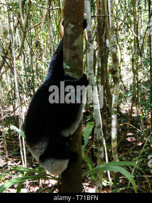 Portrait de l'Indri Indri lemur à l'arbre dans la région Atsinanana, Madagascar Banque D'Images