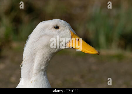Portrait d'un canard de Pékin lourd blanc Banque D'Images