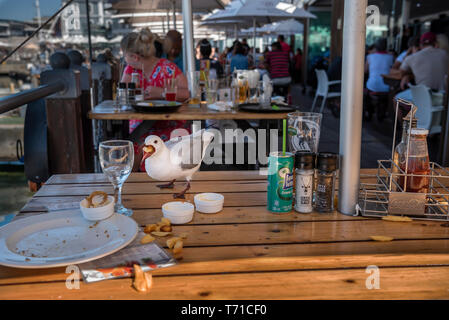 Une mouette voler des jetons de une plaque dans un restaurant achalandé Banque D'Images