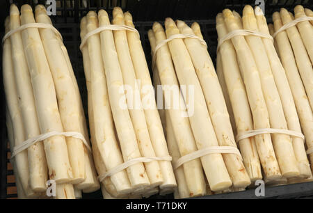 De nombreux cadres de grandes asperges blanches mûres pour la vente à les jardiniers au printemps Banque D'Images