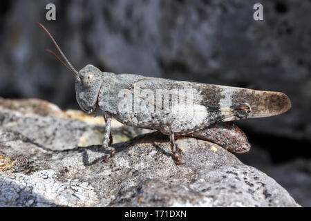 Longhorn Band, sauterelle, Psinidia fenestralis Banque D'Images