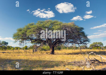 Moremi, paysage sauvage de l'Afrique Banque D'Images