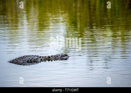 Un grand Alligator dans le parc national des Everglades, en Floride Banque D'Images