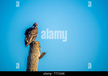 Un grand Urubu dans le parc national des Everglades, en Floride Banque D'Images