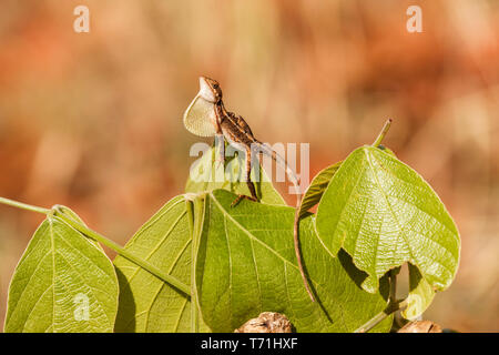 Ventilateur mâle lézard à gorge (Sitana ponticeriana) dans la Réserve de tigres de Satpura (Parc National de Satpura), Hoshangabad district de Madhya Pradesh, Inde Banque D'Images