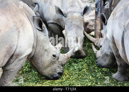 Manger des aliments de rhino 3 Banque D'Images
