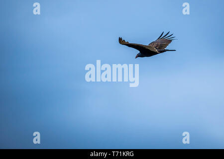 Un grand Urubu dans le parc national des Everglades, en Floride Banque D'Images