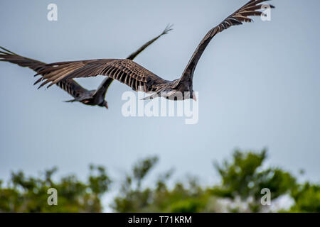 Un grand Urubu dans le parc national des Everglades, en Floride Banque D'Images