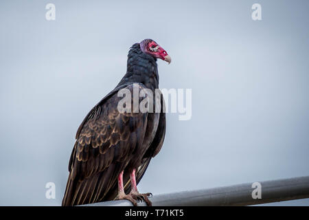 Un grand Urubu dans le parc national des Everglades, en Floride Banque D'Images