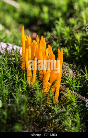 Champignons orange dans la mousse verte Banque D'Images