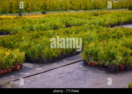 Arbustes Juniper dans une boutique de jardin. Les semis de genévriers dans les pots du jardin stockent le printemps. Pépinière de différentes plantes d'épinette verte pour le jardinage. Diff Banque D'Images