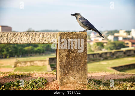 Crow au Sri Lanka Banque D'Images