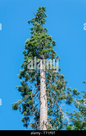 Regardant vers le haut à de très grands pins en prêtre Point Park à Olympia, Washington contre un bleu ciel d'été. Banque D'Images