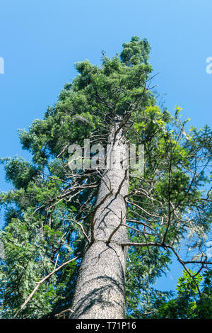 Regardant vers le haut à de très grands pins en prêtre Point Park à Olympia, Washington contre un bleu ciel d'été. Banque D'Images