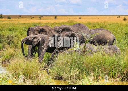 Groupe d'elepants boire d'une petite étendue d'eau, lignes de Banque D'Images