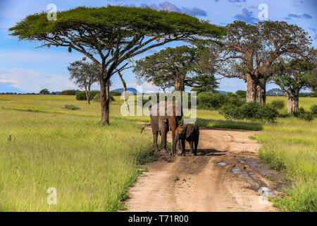 Un éléphant d'adultes et un bébé éléphant s'arrêter sur un chemin de terre d'avoir un bain de boue avec de grands arbres, des nids de branches suspendues, ciel bleu et d'une long gras Banque D'Images