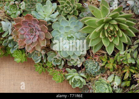 Sempervivum. Détail de plantes succulentes formant un mur végétal dans un petit jardin vertical, UK Banque D'Images