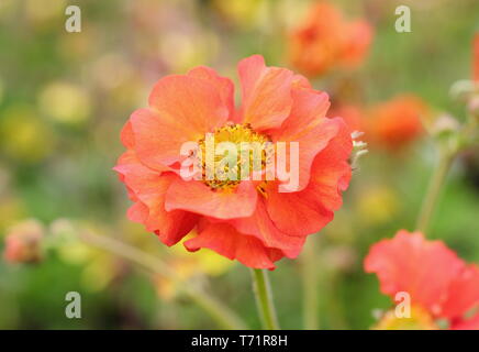 Geum 'Scarlet Tempest'. Semi-double, de dynamiques de fleurs écarlates Geum tempête dans la mi printemps - UK Banque D'Images