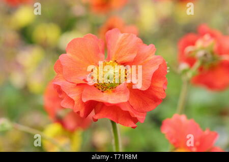 Geum 'Scarlet Tempest'. Semi-double, de dynamiques de fleurs écarlates Geum tempête dans la mi printemps - UK Banque D'Images