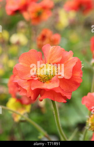 Geum 'Scarlet Tempest'. Semi-double, de dynamiques de fleurs écarlates Geum tempête dans la mi printemps - UK Banque D'Images