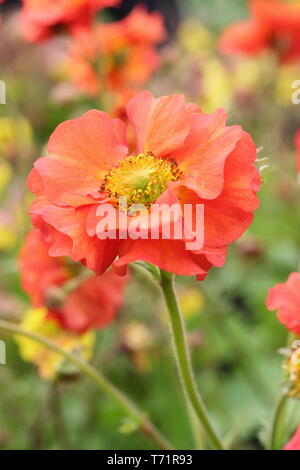 Geum 'Scarlet Tempest'. Semi-double, de dynamiques de fleurs écarlates Geum tempête dans la mi printemps - UK Banque D'Images