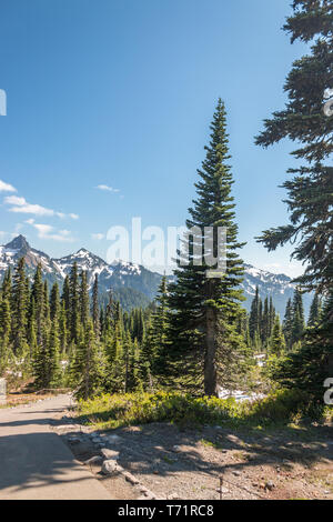 Les arbres à feuilles persistantes à l'encontre de grandes vues sur la montagne en Mt Rainier National Park dans l'état de Washington. Banque D'Images