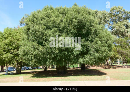 Un groupe de 4 bouteille Queensland Brachychiton rupestris arbres du Parc du Bicentenaire de Tamworth, NSW Australie. Banque D'Images