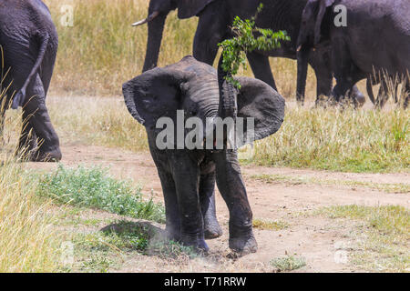 Les jeunes d'avoir du plaisir avec l'éléphant grande branche balançant dans l'air Banque D'Images