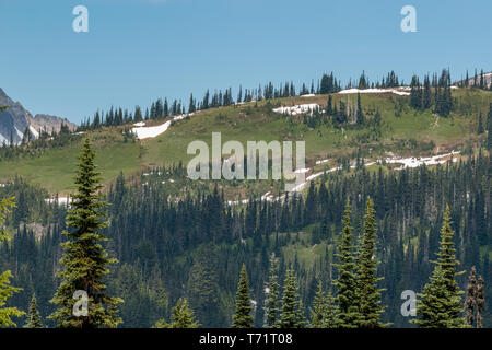 Les arbres à feuilles persistantes à l'encontre de grandes vues sur la montagne en Mt Rainier National Park dans l'état de Washington. Banque D'Images