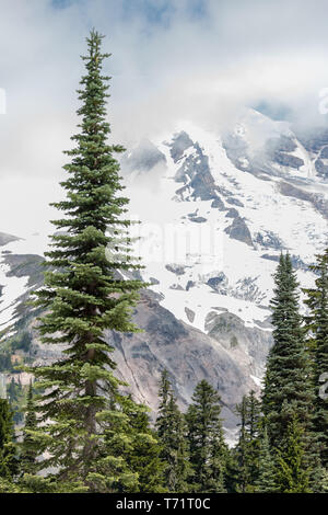 Les arbres à feuilles persistantes à l'encontre de grandes vues sur la montagne en Mt Rainier National Park dans l'état de Washington. Banque D'Images