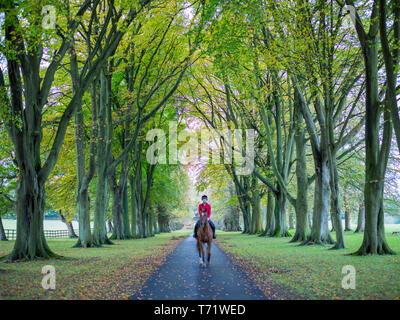 Le cheval et le cavalier dans une veste rouge trottant vers la caméra le long d'un chemin bordé d'arbres à la campagne en automne avec un tapis de feuilles sur les côtés Banque D'Images