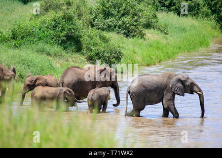 À la recherche de derrière la brosse à l'orgueil des éléphants marchant à travers rivière, plusieurs bébés éléphants prépare également à traverser Banque D'Images