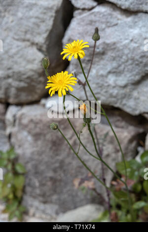 Automne Leontodon autumnalis (Hawkbit) croissant à Riomaggiore Banque D'Images