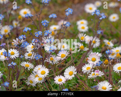 Marguerites le jardin et Bellis perennis forget-me-not Myosotis arvensis Banque D'Images