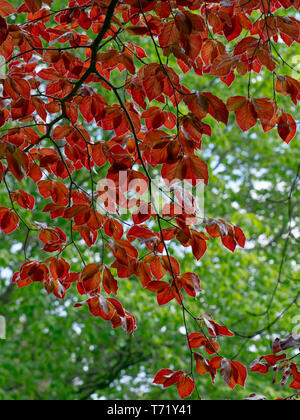 Nouvelles lames de hêtres Fagus sylvatica et cuivre variété Fagus purpurea peut Banque D'Images