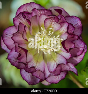 Un plan macro sur une fleur rouge helleborus ellen double. Banque D'Images