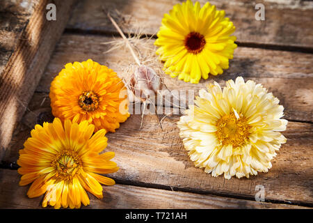 Quatre golden coloré jaune et orange fleurs printemps ornementales sur une caisse en bois rustique contexte symbolique de la nouvelle saison dans un gros plan des ang Banque D'Images